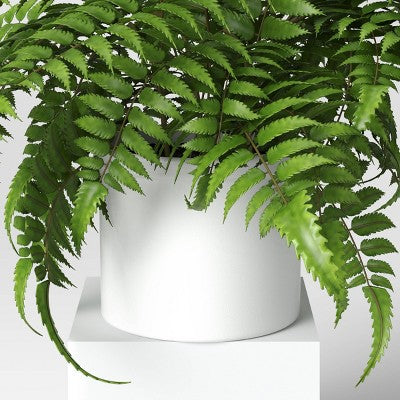 Boston Fern - Threshold™