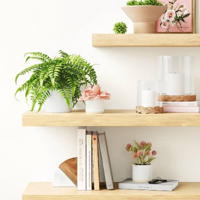  Boston Fern - Threshold™