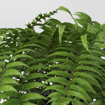  Boston Fern - Threshold™